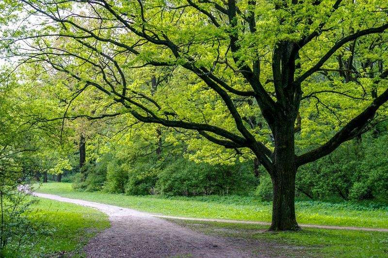 Jardin Harmonie Paysage
