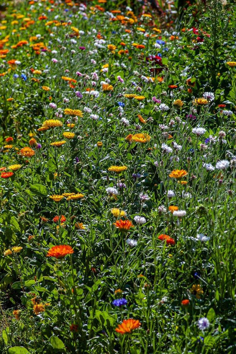 Jardin Harmonie Paysage 12